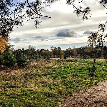 Op De Veluwe # Eiken